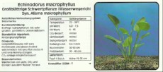 Akvarijske rastline Echinodorus macrophyllus Akvarijske rastline Echinodorus macrophyllus