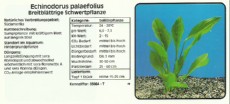 Akvarijske rastline Echinodorus palaefolius Akvarijske rastline Echinodorus palaefolius