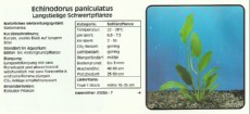 Akvarijske rastline Echinodorus paniculatus Akvarijske rastline Echinodorus paniculatus