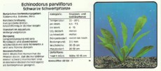 Akvarijske rastline Echinodorus parviflorus Akvarijske rastline Echinodorus parviflorus