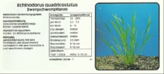 Akvarijske rastline Echinodorus quadricostatus Akvarijske rastline Echinodorus quadricostatus