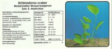 Akvarijske rastline Echinodorus scaber Akvarijske rastline Echinodorus scaber