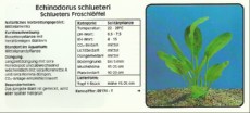 Akvarijske rastline Echinodorus schlueteri Akvarijske rastline Echinodorus schlueteri