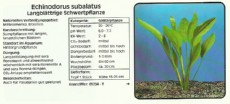 Akvarijske rastline Echinodorus subalatus Akvarijske rastline Echinodorus subalatus
