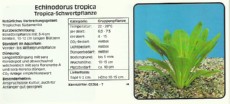 Akvarijske rastline Echinodorus tropica Akvarijske rastline Echinodorus tropica