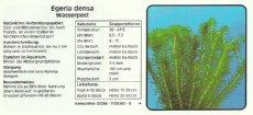 Akvarijske rastline Egeria densa Akvarijske rastline Egeria densa