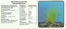 Akvarijske rastline Eleocharis parcula Akvarijske rastline Eleocharis parcula
