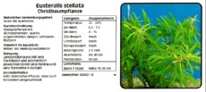 Akvarijske rastline Eusteralis stellata Akvarijske rastline Eusteralis stellata