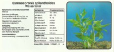 Akvarijske rastline Gymnocoronis spilanthoides