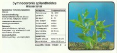 Akvarijske rastline Gymnocoronis spilanthoides Akvarijske rastline Gymnocoronis spilanthoides