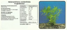 Akvarijske rastline Heteranthera zosterifolia Akvarijske rastline Heteranthera zosterifolia
