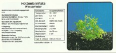 Akvarijske rastline Hottonia inflata