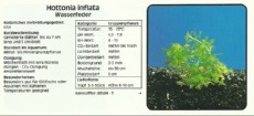 Akvarijske rastline Hottonia inflata Akvarijske rastline Hottonia inflata