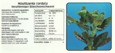 Akvarijske rastline Houttuynia cordata