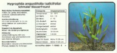 Akvarijske rastline Hygrophila angustifolia Akvarijske rastline Hygrophila angustifolia