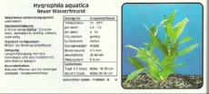Akvarijske rastline Hygrophila aquatica Akvarijske rastline Hygrophila aquatica