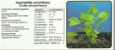 Akvarijske rastline Hygrophila corymbosa Akvarijske rastline Hygrophila corymbosa