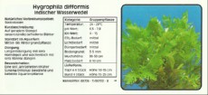 Akvarijske rastline Hygrophila difformis Akvarijske rastline Hygrophila difformis