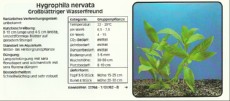 Akvarijske rastline Hygrophila nervata Akvarijske rastline Hygrophila nervata