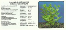 Akvarijske rastline Hygrophila polysperma Akvarijske rastline Hygrophila polysperma