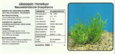 Akvarijske rastline Lilaeopsis tenellus Akvarijske rastline Lilaeopsis tenellus