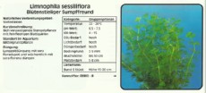 Akvarijske rastline Limnophila sessiliflora Akvarijske rastline Limnophila sessiliflora