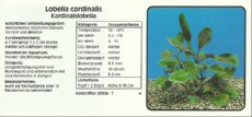 Akvarijske rastline Lobelia cardinalis Akvarijske rastline Lobelia cardinalis