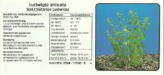 Akvarijske rastline Ludwigia arcuata Akvarijske rastline Ludwigia arcuata