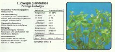 Akvarijske rastline Ludwigia glandulosa Akvarijske rastline Ludwigia glandulosa