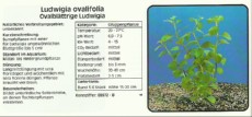 Akvarijske rastline Ludwigia ovalifolia Akvarijske rastline Ludwigia ovalifolia