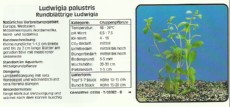 Akvarijske rastline Ludwigia palustris Akvarijske rastline Ludwigia palustris