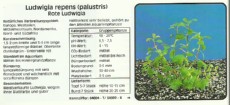 Akvarijske rastline Ludwigia repens Akvarijske rastline Ludwigia repens