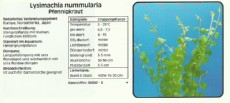Akvarijske rastline Lysimachia nummularia