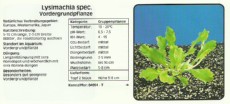 Akvarijske rastline Lysimachia spec Akvarijske rastline Lysimachia spec