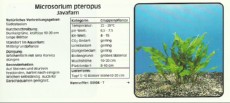 Akvarijske rastline Microsorium pteropus