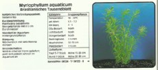 Akvarijske rastline Myriophyllum aquaticum Akvarijske rastline Myriophyllum aquaticum