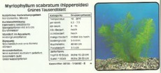 Akvarijske rastline Myriophyllum scabratum Akvarijske rastline Myriophyllum scabratum