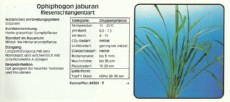 Akvarijske rastline Ophiphogon jaburan Akvarijske rastline Ophiphogon jaburan