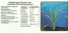 Akvarijske rastline Ophiphogon jaburan var Akvarijske rastline Ophiphogon jaburan var