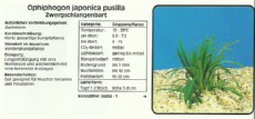Akvarijske rastline Ophiphogon japonica pusilla Akvarijske rastline Ophiphogon japonica pusilla