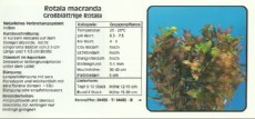 Akvarijske rastline Rotala macranda