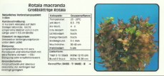 Akvarijske rastline Rotala macranda Akvarijske rastline Rotala macranda