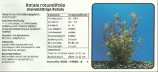 Akvarijske rastline Rotala rotundifolia Akvarijske rastline Rotala rotundifolia
