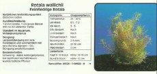 Akvarijske rastline Rotala wallichii Akvarijske rastline Rotala wallichii