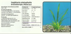 Akvarijske rastline Sagittaria platyphylla Akvarijske rastline Sagittaria platyphylla
