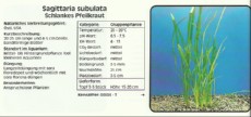 Akvarijske rastline Sagittaria subulata