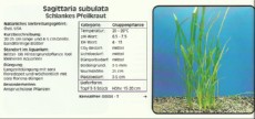Akvarijske rastline Sagittaria subulata Akvarijske rastline Sagittaria subulata