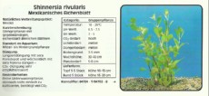 Akvarijske rastline Shinnersia rivularis Akvarijske rastline Shinnersia rivularis