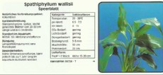 Akvarijske rastline Spathiphyllum wallisii Akvarijske rastline Spathiphyllum wallisii