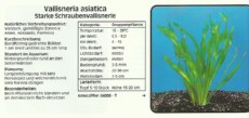 Akvarijske rastline Vallisneria asiatica Akvarijske rastline Vallisneria asiatica